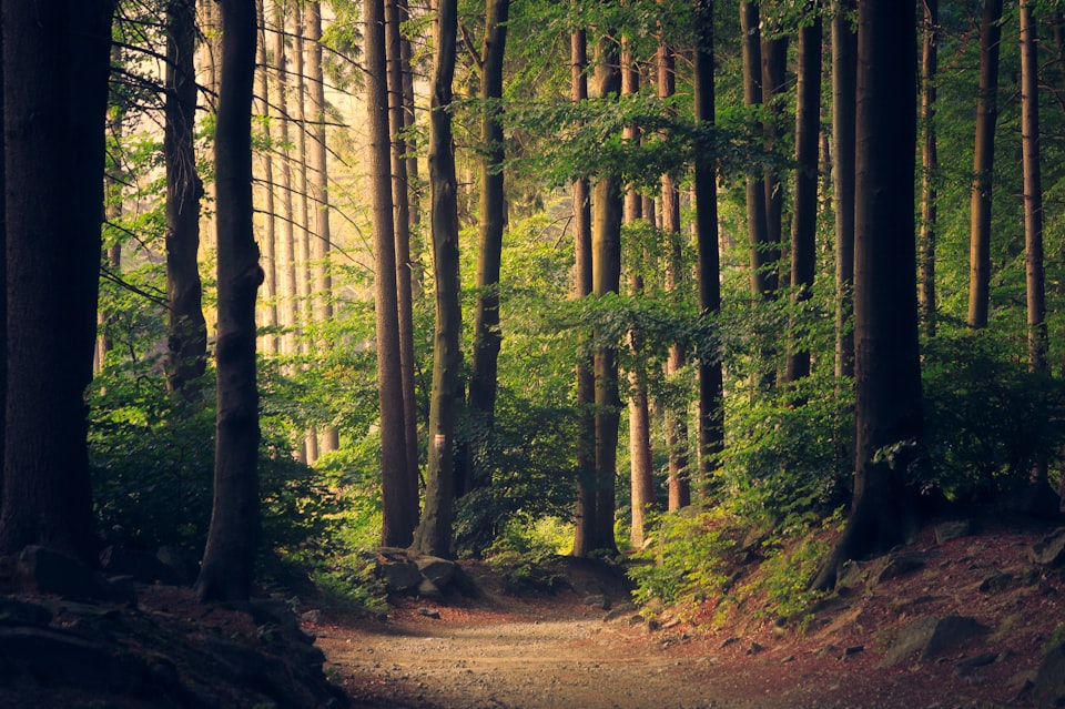 Tree-lined path in daylight